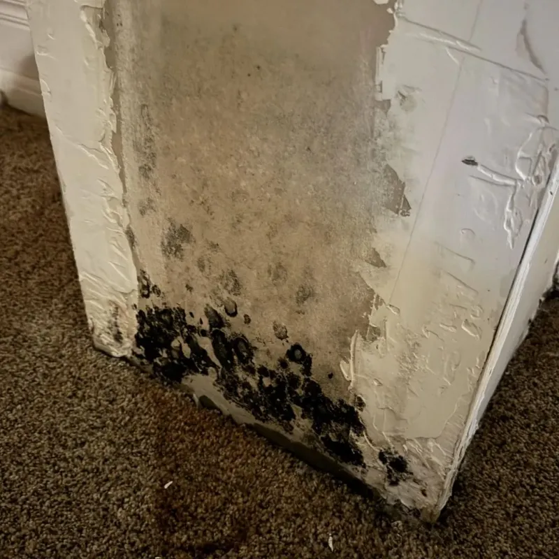 Professional Mold Removal in Plainville, KS